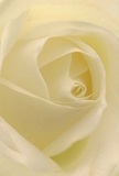 This evocative image invites you deep into the heart of a cream-white rose, as if nestled inside its velvety folds on a tranquil day in Highbury. The petals spiral gracefully, their soft, dew-like texture whispering of morning serenity and the calm of a quiet garden off Highbury Hill. Gentle interplay of light and shadow reveals hidden depths within the bloom, adding dimension and understated drama. The aura is one of peace and reverence-a floral embodiment of new beginnings, heartfelt respect, or admiration. As a Highbury florist, I view this rose as the truest symbol of thoughtfulness, ideal for conveying sympathy, gratitude, or marking a pivot to a fresh chapter. The close-up perspective allows you to sense not just the quiet beauty of the flower, but the intention and skill poured into its arrangement-a subtle, sweet scent lingering, promising comfort and grace for any cherished occasion in the neighborhood.